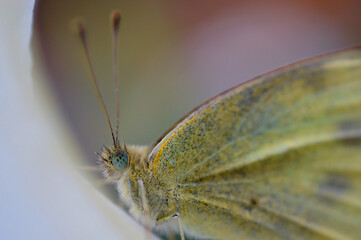 Yellow butterfly on the flower