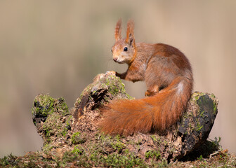 European red squirrel on a sunny day on a tree trunk looking at the camera © Elles Rijsdijk