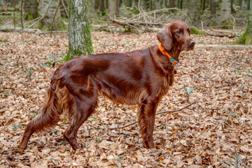 An Irish Setter stands in the forest and watches the hunting ground. With its shiny deep red fur, the Irish Setter is undoubtedly one of the most elegant hunting dogs.