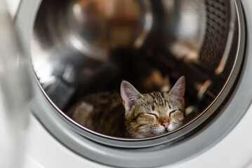 The cat is sitting in a drum in the washing machine © chernikovatv