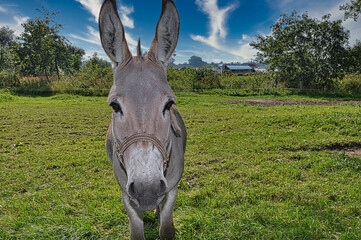 Esel, Tiere, Hintergrund, Natur