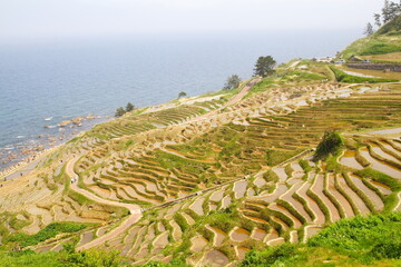 世界農業遺産 石川県輪島 白米千枚田 棚田 田植え風景
Globally Important...