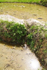 世界農業遺産 石川県輪島 白米千枚田 棚田 田植え風景
Globally Important Agricultural Heritage Wajima, Ishikawa Prefecture Shiroyone Senmaida Rice Terraces Rice Planting Scenery