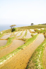 世界農業遺産 石川県輪島 白米千枚田 棚田 田植え風景
Globally Important...