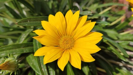 yellow flower in the garden