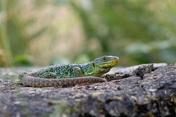 Beutiful male ocellated lizard (Timon lepidus) in a rocky environment. Scary and colorful green and blue lizard and habitat. Wild mediterranean reptile from Spain. Lizard pattern shown in the skin.