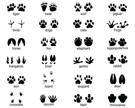 Set of footprints of wild animals, illustration of black silhouettes