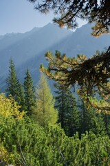 high tatras, trees in the backdrop, high mountain backdrop, light of light through the rock massif, postcard scenery of the mountain massif, in the summer beautiful season