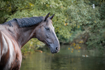 Obraz premium Warmblutstute im Fluss
