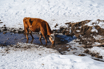 A cow drinks water, Winter flows a stream animal came to the watering hole, a brown domestic cow.