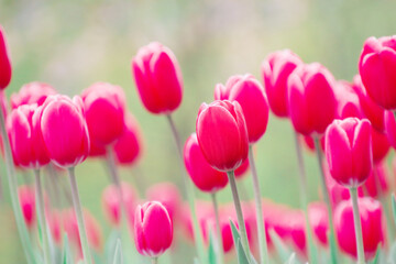 Spring background: Colorful tulips blooming in the park.
