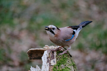 Eurasian jay on tree branch, crow with blue wings 