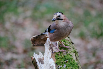 Eurasian jay on tree branch, crow with blue wings 