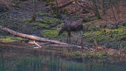 Wild Moose Looking for Food in Swampy Forest in National Park