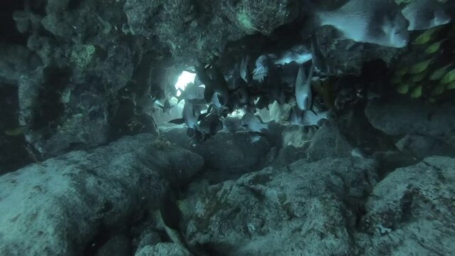 A black margate fish shoal in a cave in Fernando de Noronha, Brazil. Scuba diving, marine life
