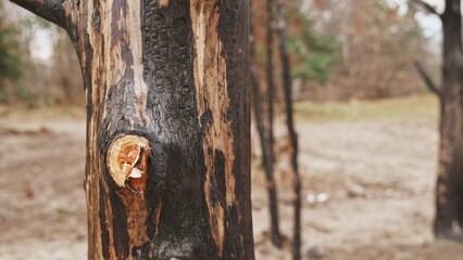 Forest Tree Burned in Wildfire with Charred Trunk Bark and Branches