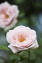 macro photography or detail of roses, in the garden, in the background leaves and light that illuminates the atmosphere, beautiful scent, gift and pleasure for a woman