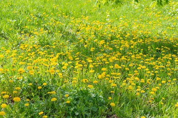Obraz premium Field of yellow dandelions. Summer field. Bright yellow dandelions in the meadow. Spring and summer grass background.