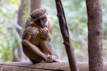 Eine Grüne Meerkatze frontal mit einem gestohlenem Stück Brot