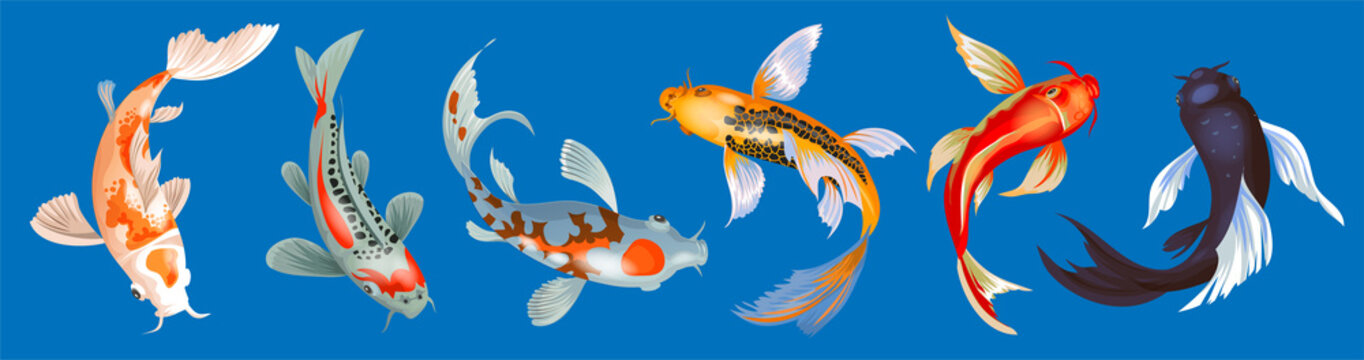Koi Fish Vector Images – Browse 22,633 Stock Photos, Vectors, and