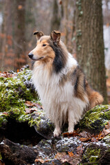 Collie