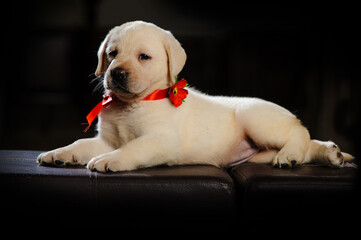 labrador puppy with ribbon