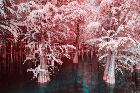 Infrared photography of  pines in water