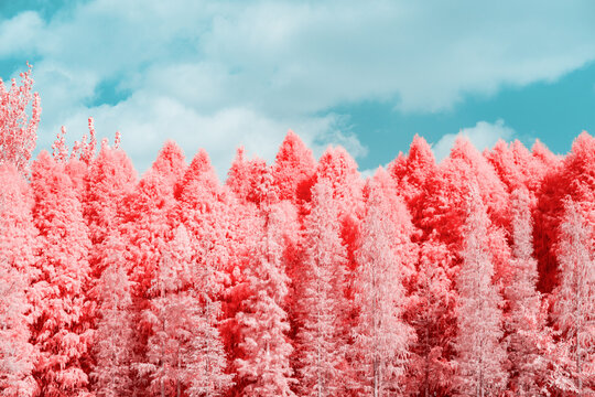 Infrared photography of  pines