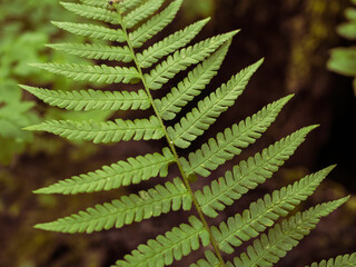 Green leaf of Shuttlecock fern, Matteuccia struthiopteris, closeup with selective focus and dark forest background