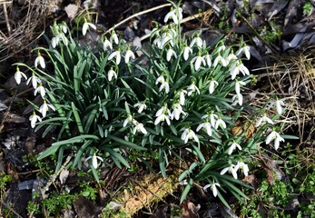 Flowering snowdrops (Galanthus nivalis) surrounded by old fallen leaves, twigs and dry grass