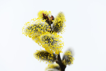 Blooming willow twig close up, spring time © Martina
