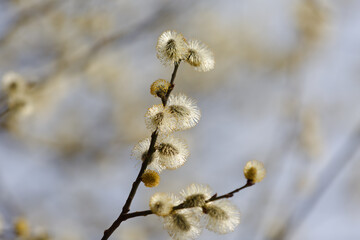 Easter or Spring background with fluffy flowering willow branches. Willow catkins in spring. Blooming spring willow twigs in the park