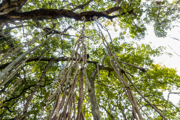 Fototapeta premium Closeup of a beautiful banyan tree with roots hanging
