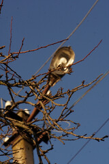 street lantern in the branches and blue sky as a background