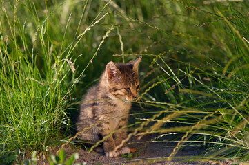 Mały kot chore oczy siedzący wśród traw - obrazy, fototapety, plakaty