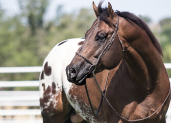 Fototapeta na wymiar Appaloosa Horse Portrait 