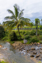 Coconut Tree near a river