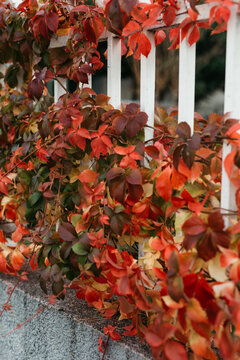autumn leaves 