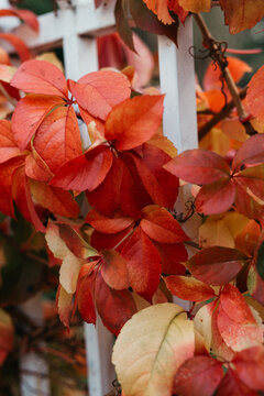 autumn leaves 
