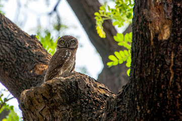 The Mottled Wood Owl is a master of camouflage, blending seamlessly with tree bark thanks to its...