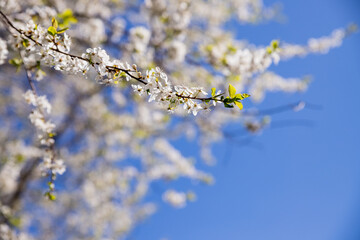 Apple trees flowers. the seed-bearing part of a plant.Spring flower natural landscape with white flowers of an apple tree on the background of the blue sky close-up. Soft focus
