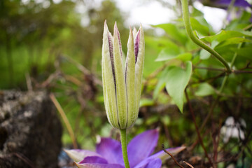 Closed flower of clematis
