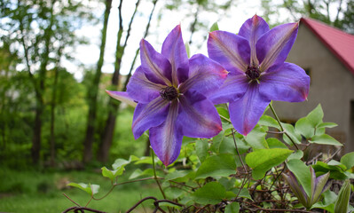 Purple clematis in a garden. Blloming purple flowers in a garden
