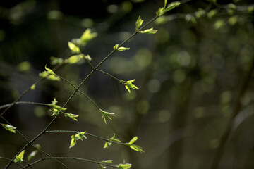 Thin branches of a shrub with young bright green leaves and swollen buds in early spring