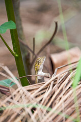 Asian Garden Lizard in Bangladesh