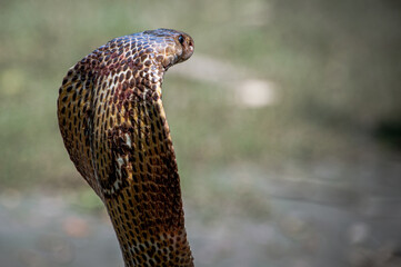 Cobra snake in Bangladesh