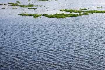 Waving blue water with floating water hyacinth on the river