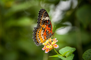 Beautiful Butterfly 