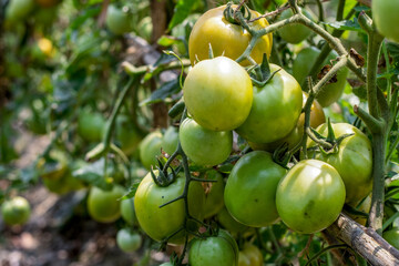 Fresh organic tomatoes hanging on the garden with copy space