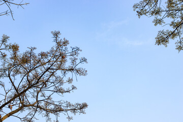 Low angle shot of tree branches under the blue sky with copy space